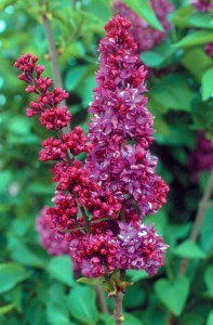 Lilac Charles Joly French Hybrid